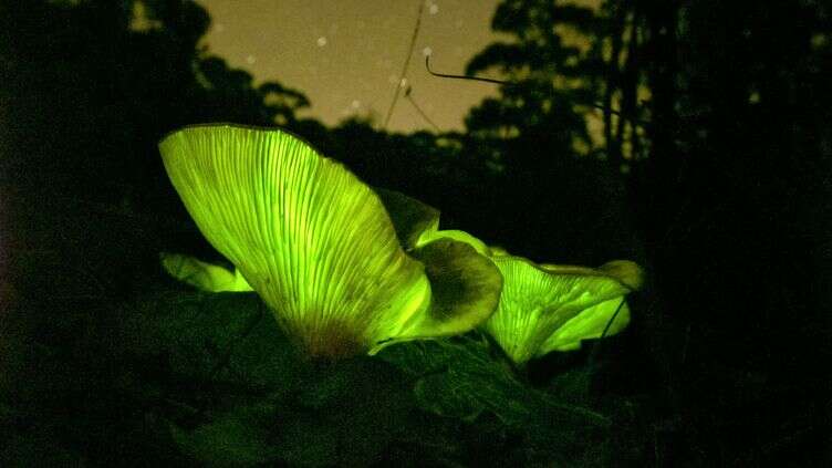 Le billet sciences du week-end. La bioluminescence appliquée à l’éclairage urbain