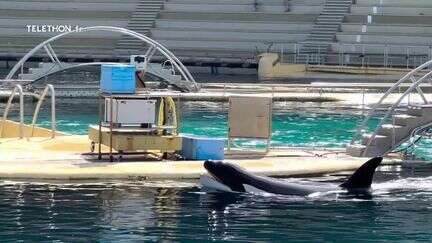 Animaux : l'accueil des orques du Marineland d'Antibes en suspens