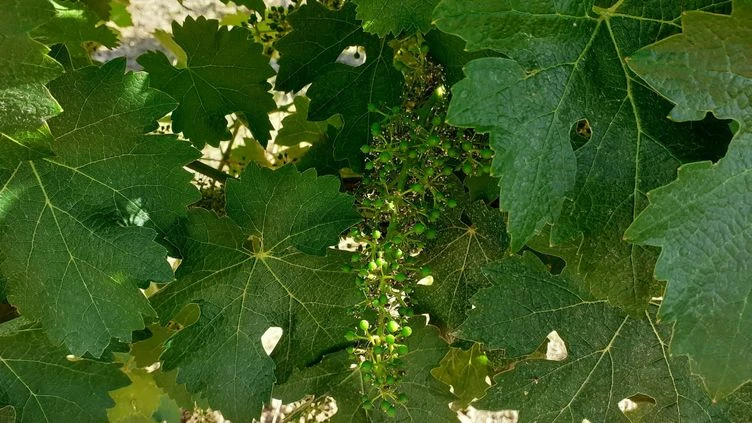 Des orages ont détruit des hectares de vignes