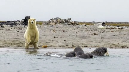 Biodiversité : quelles menaces pèsent encore sur l'ours polaire ?