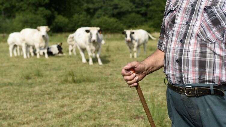 Sciences : plus les vaches côtoient les hommes, plus leur cerveau perd du volume