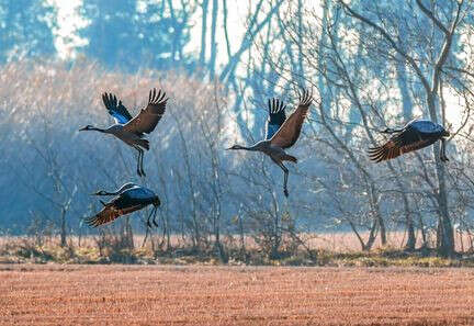 Réchauffement climatique : les oiseaux migrateurs reviennent plus tôt à la fin de l’hiver dans le nord de l’Europe