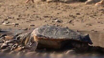 Eurozapping : l'Espagne au secours des tortues de mer