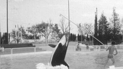 Marineland : le parc connu pour ses spectacles d'orques et de dauphins fermera ses portes en janvier