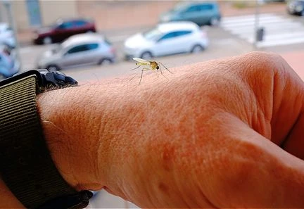 Moustique tigre : la dissémination d'insectes stériles permet de diminuer le risque de piqûres et de transmission des maladies, selon une étude
