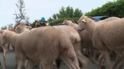 Pyrénées : la traditionnelle grande transhumance des brebis