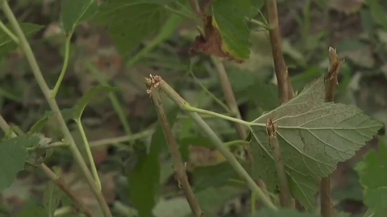 Intempéries : un nouveau coup dur pour les agriculteurs