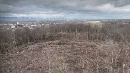 Fraude : les arbres des forêts françaises, nouvelles victimes des pilleurs