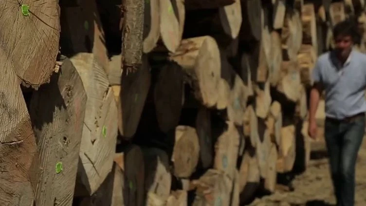 Bretagne : replanter des peupliers, une nécessité pour produire des cagettes