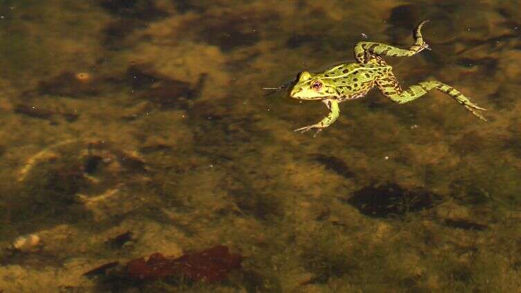 Des scientifiques ont réussi à faire repousser des membres d’une grenouille