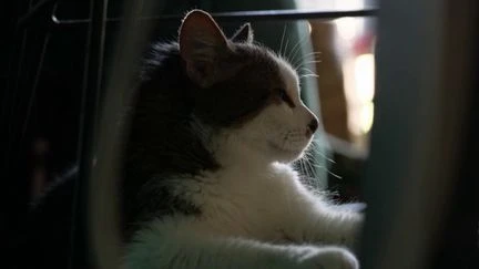 Télépathie animale : les inquiétantes dérives d'une pratique