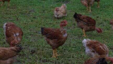 Landes : le poulet fermier, premier Label rouge de France