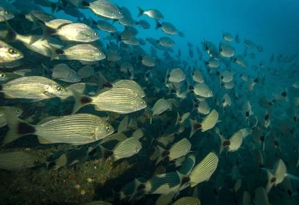 Biodiversité : les aires marines protégées ne sont pour la plupart pas efficaces pour permettre une conservation pérenne des écosystèmes