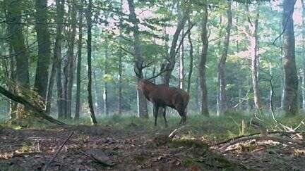 Alsace : les chasseurs, qui ne veulent plus tuer de cerfs, font polémique