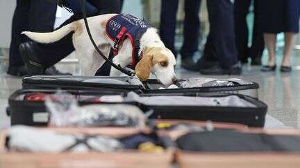 Corée du Sud : un chien renifleur présent à l'aéroport pour traquer les punaises de lit dans les affaires des voyageurs de retour de Paris