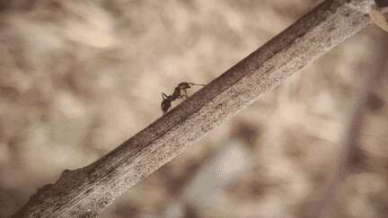 Sicile : la prolifération des fourmis de feu malmène la biodiversité