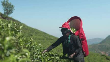 Agriculture : au Sri Lanka, le thé vaut de l'or