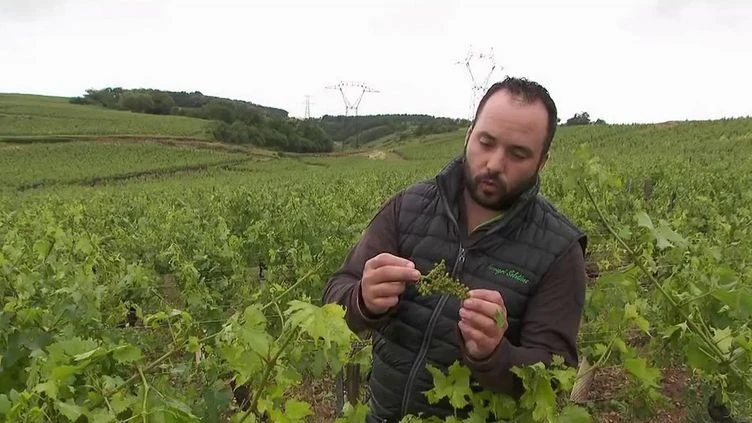 Intempéries : les vignes du Mâconnais frappées par la grêle
