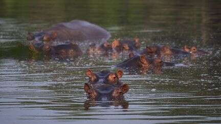 COP16 sur la biodiversité en Colombie : comment les hippopotames de Pablo Escobar perturbent les écosystèmes locaux