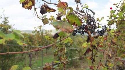 Climat : avec 90% des vignobles du Lot décimés par le gel, les viticulteurs se diversifient