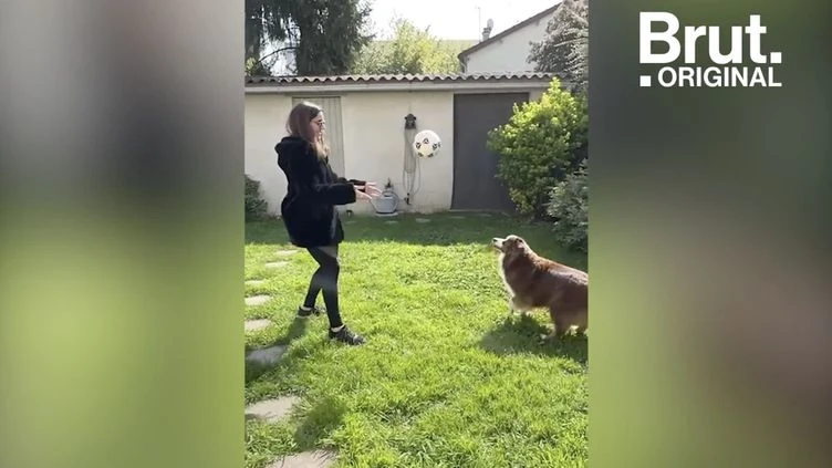 Chats et chiens, ces partenaires qui apportent du réconfort au quotidien