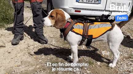 Ces chiens détectent l'invisible et localisent les fuites d'eau