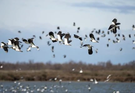 Biodiversité : les députés européens votent un texte 
