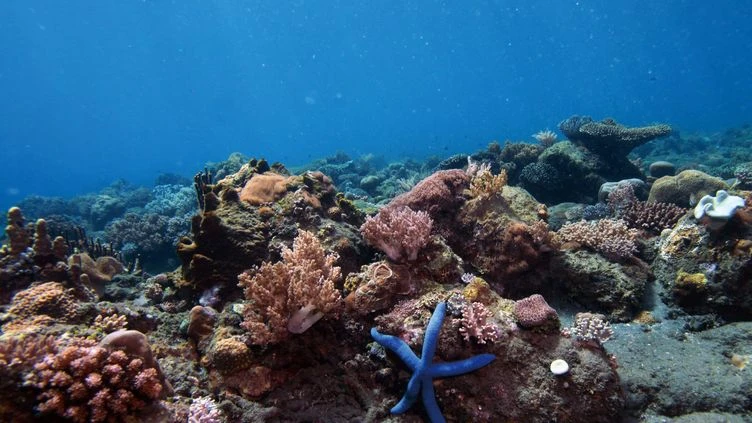 Le billet sciences du week-end. Le fléau de l’acidification des océans