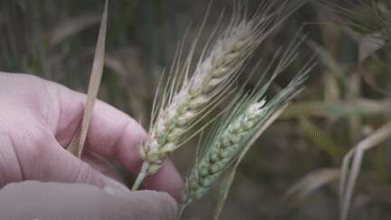 Agriculture : que gagnent vraiment les céréaliers français ?