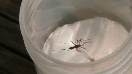 Moustique tigre : la prolifération de l'insecte, vecteur de maladie, est particulièrement surveillée