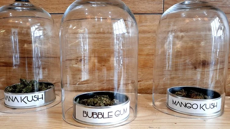 Cannabis : les vendeurs de CBD espèrent une clarification de la Cour de cassation