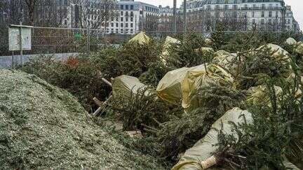 Point de collecte, renforcement des dunes : comment offrir une seconde vie à votre sapin après les fêtes