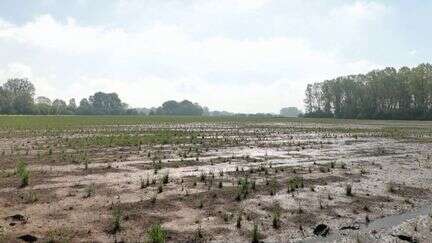 Agriculture : les champs gorgés d'eau sont inutilisables