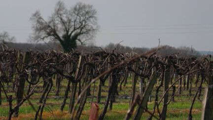 Agriculture : à Cognac, des viticulteurs arrachent leurs vignes à contrecœur