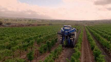 Intempéries : des vignobles français en péril ?