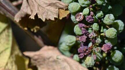 Baisse de la production de vin : 