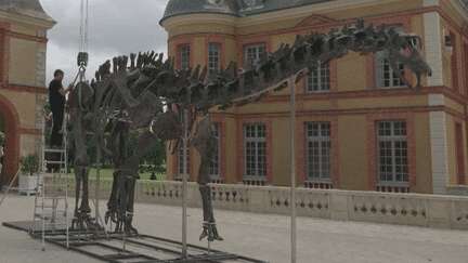 Enchères : un dinosaure géant en vente dans les Yvelines