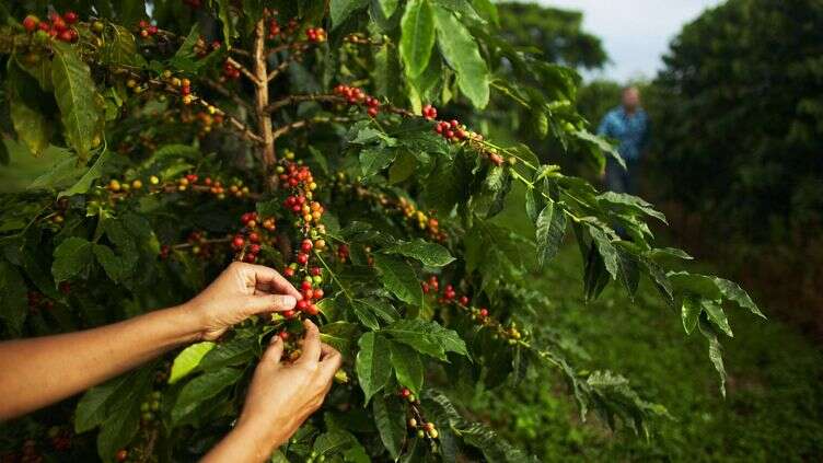 Alimentation : des chercheurs finlandais mettent au point une technique révolutionnaire pour cultiver le café dans des éprouvettes