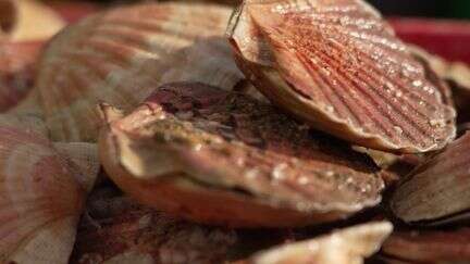 En Bretagne, la coquille Saint-Jacques préservée par ses pêcheurs