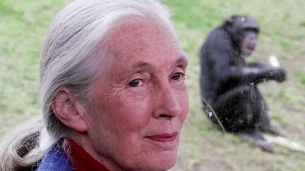 Rencontre : Jane Goodall, une vie au service de la planète