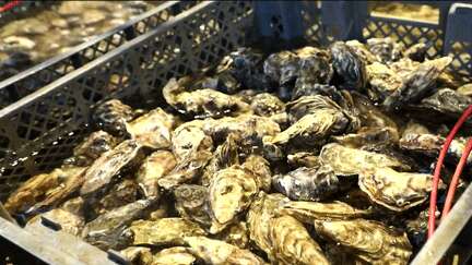 Bassin d’Arcachon : les huîtres, stars des repas de fêtes