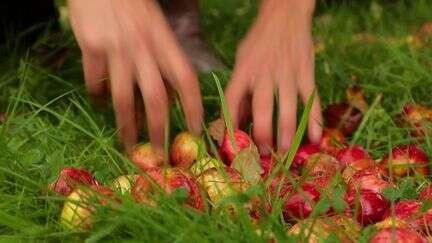 Gastronomie : le cidre fait pétiller les grandes tables