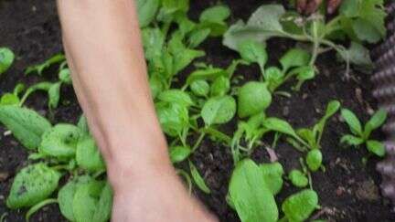 Alimentation : le succès du jardin partagé de Bondy