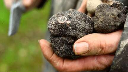 Noël et fêtes de fin d'année : la truffe, le diamant noir du Périgord