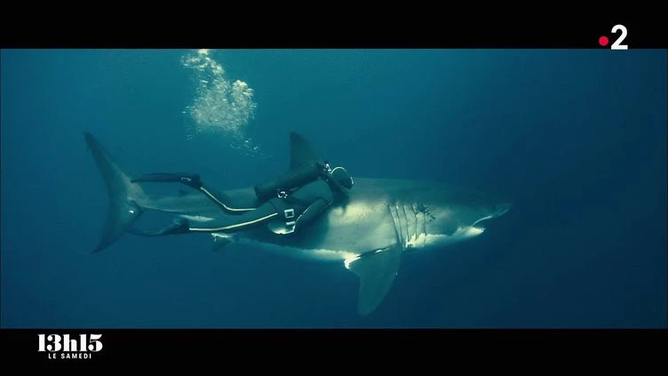 L'océanologue François Sarano réhabilite les requins qui souffrent d'une mauvaise réputation depuis le film 'Les Dents de la mer