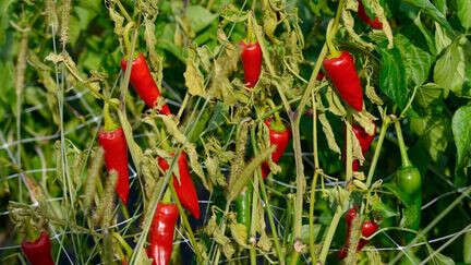 Le piment d'Espelette, l'or rouge du Pays basque