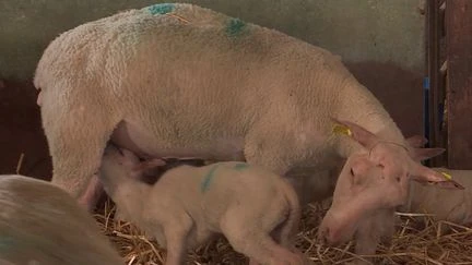 Fièvre catarrhale ovine : l'agneau de Pâques est-il menacé ?