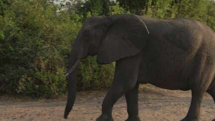 Zimbabwe : le pays va abattre 200 éléphants pour nourrir la population