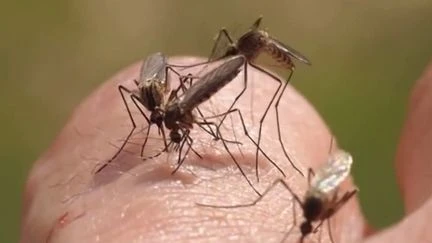 Eurozapping : l'Italie frappée par la fièvre du Nil