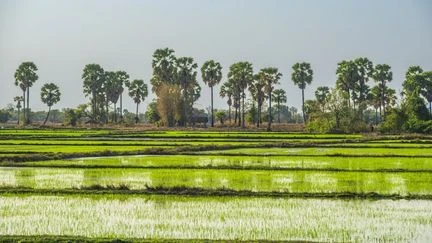 Environ 1,7 milliard de personnes vivent dans des zones touchées par la dégradation des terres, selon l'Organisation des Nations unies pour l'agriculture